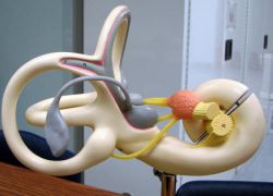 Вестибулярный анализатор: строение и функции