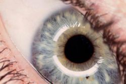 Функции хрусталика глаза