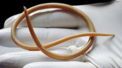 Антипаразитарное средство 