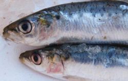 Что такое иваси? Сельдь иваси. Блюда из рыбы иваси