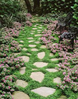 Дихондра ампельная: выращивание из семян, посадка и уход