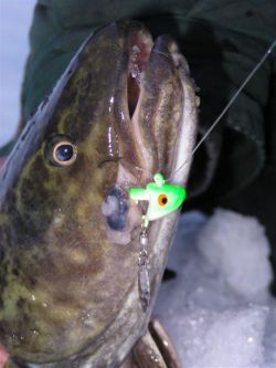 Где, когда и на что ловить налима? Рыбалка на налима