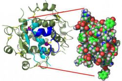 Что такое инсулин и какова его роль в организме?
