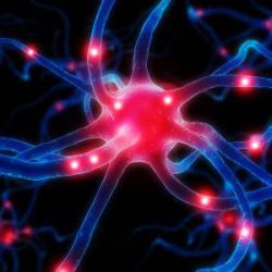 Что такое гормон? Норма и функции гормонов