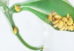 Холедохолитиаз - что это такое, причины, симптомы, диагностика и особенности лечения