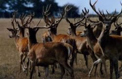 Что такое панты, их свойства и применение. Панты марала