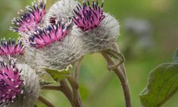 Корень лопуха: что лечит, способы применения, свойства и противопоказания