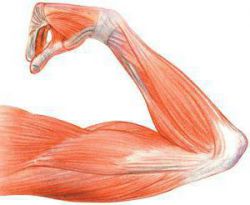 Что такое тестостерон? Как повысить уровень тестостерона у мужчин?