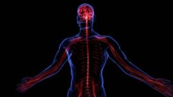 Что такое ЦНС? Центральная нервная система: функции, характеристика, анатомия