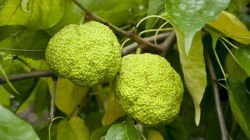 Маклюра: лечебные свойства, рецепты для суставов, отзывы, способы применения. Маклюра оранжевая