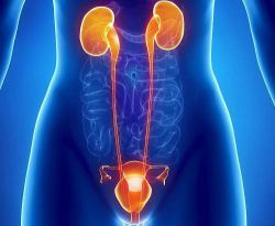 Что такое уретра: строение и функции. Отличие мужской и женской уретры