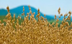 Масло овсяное: польза и вред, как принимать, отзывы