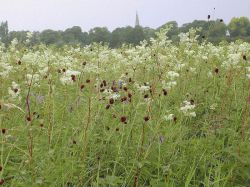 Таволга: полезные свойства и противопоказания. Применение таволги в народной медицине