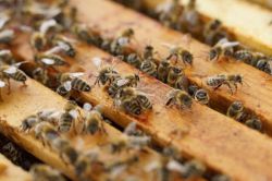 Чем полезен прополис для организма?