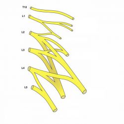 Крестцовое сплетение: анатомия, строение и функции