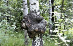 Что такое чага? Гриб чага в народной медицине: полезные свойства, применение и противопоказания