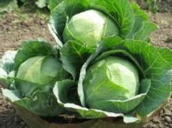 От цветной до морской - такая разная капуста... Калорийность продуктов