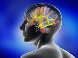 Что такое медиатор: определение, виды и функции