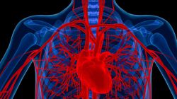 Аорта уплотнена: что это значит, симптомы и лечение недуга