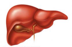 Дискинезия желчных путей: симптомы лечение