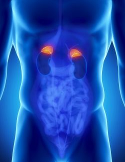 Дегидроэпиандростерон сульфат: функции гормона 