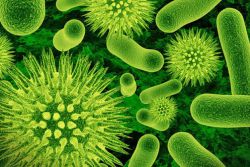 Дисбиоз влагалища: причины, симптомы, анализы и лечение