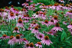 Настойка эхинацеи. Свойства и применение