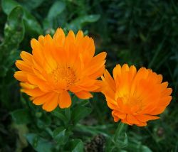 Чудесная календула: противопоказания и применение