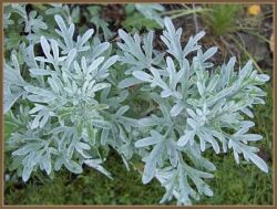 Полынь горькая. Состав и свойства растения