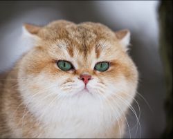Кошка золотая шиншилла: описание породы, характер, особенности ухода и содержания