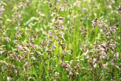 Трава зубровка: описание, применение в народной медицине, полезные свойства и противопоказания