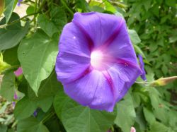 Ипомея пурпурная (Ipomoea purpurea): фото и описание, посадка и уход, размножение