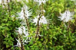 Почечные чаи: полезные свойства и применение