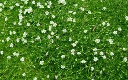 Ирландский мох: лечебные свойства, рецепты