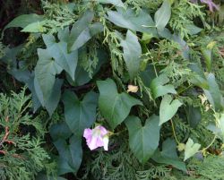 Вьюнок полевой: фото, описание, лечебные свойства и противопоказания