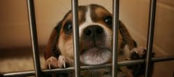 Бездомные животные: описание проблемы, приюты, помощь и рекомендации
