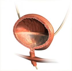 Цистит после секса: чем он обусловлен? 