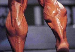 Строение и заболевания икроножной мышцы