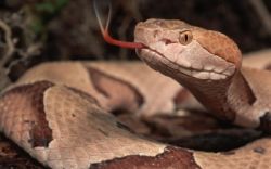 Осторожно, змеи! Первая помощь при укусе змеи