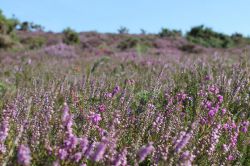 Вереск обыкновенный: фото, описание, полезные свойства и противопоказания