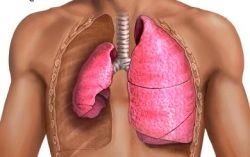 Что подразумевает под собой ателектаз легкого? 