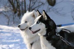 Хаски-центр 