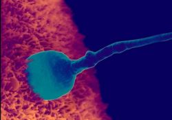 Когда и как происходит оплодотворение яйцеклетки у человека