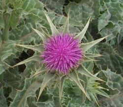 Восстановление печени, или Что зависит от нас?