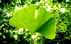 Когда лечение гипертонии народными средствами актуально?