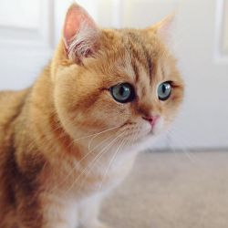 Британская кошка шиншилла: фото и описание, характер, содержание и уход
