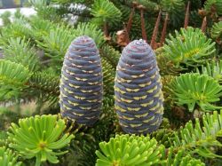 Пихта сибирская. Целебные свойства