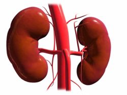 Как развивается нефрит? Болезнь и ее осложнения 
