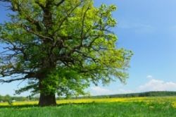 Кора дуба. Целебные свойства и применение