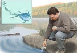 Что такое лямблии? Симптомы и лечение заболевания